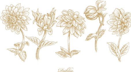 realistic dahlia flower set Vector Image