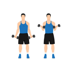 man doing standing dumbbell bicep curls vector image
