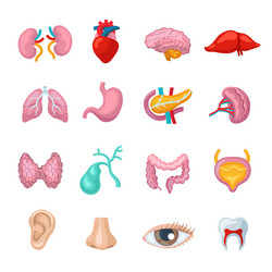 Human organs infographic set Royalty Free Vector Image