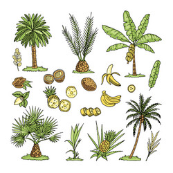 Palm Tree Doodle Set Vector Image