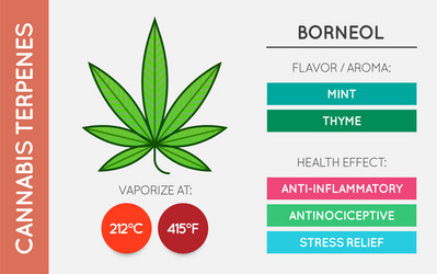 Cannabis terpene guide information chart aroma vector