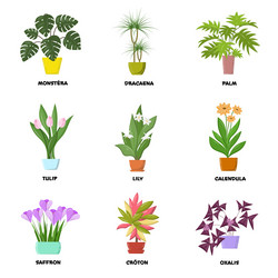 home flowers in a pot set of bright elements Vector Image