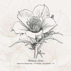 full flower Vector Image