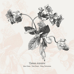 full flower Vector Image