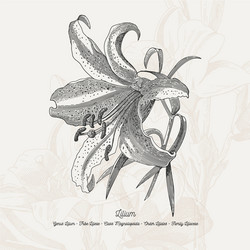 full flower Vector Image