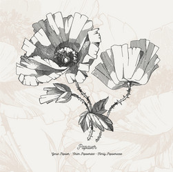 full flower Vector Image