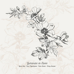 full flower Vector Image