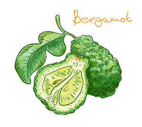 Bergamot elements set Royalty Free Vector Image
