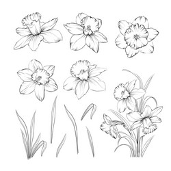 Daffodil Tattoo Vector Images (over 100) Daffodil Tattoo Vector Images (over 100)