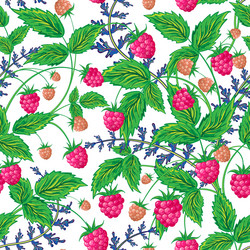 raspberries seamless pattern with raspberry vector image