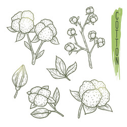 Cotton Plant Sketch - Floral & Seed Elements Vector Image