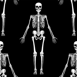 Human skeleton anatomy Royalty Free Vector Image