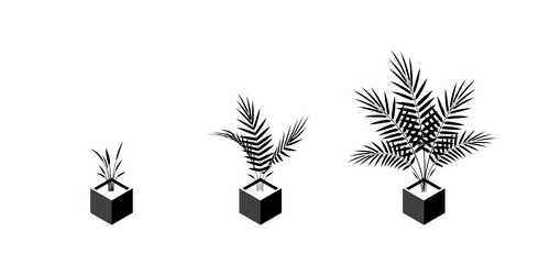 Areca palm isometric icons in flat style vector