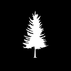 Coniferous trees silhouettes vector