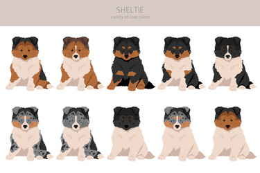 sheltie puppy shetland sheepdog clipart different vector