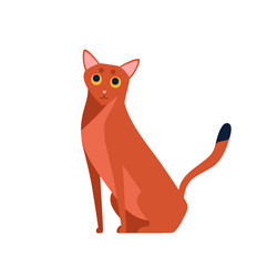 cartoon abyssinian cat breed flat vector