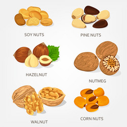 hazelnut and walnut corn soy nuts shell vector image