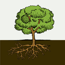 tree with roots and leafs image vector image