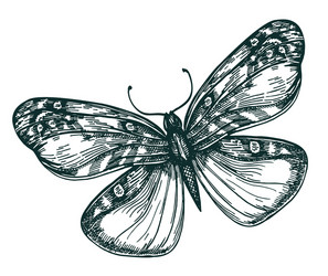 Butterfly with open wings top view vector