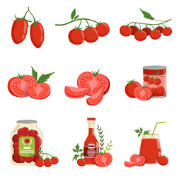 Ripe Tomatoes & Tomato Products vector