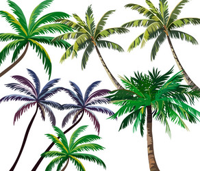 Tropical Palm Trees Collection Vector Image