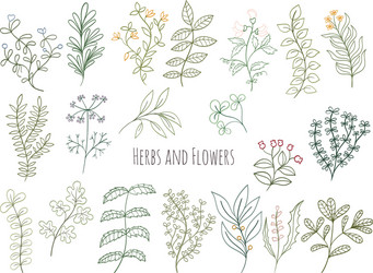 set of flowers and herbs Vector Image