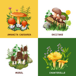 wild mushrooms 2x2 design concept vector