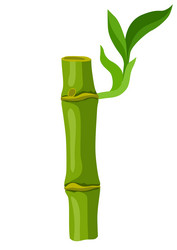 Green bamboo stem and leaves vector