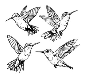 set hummingbirds sketch pencil Vector Image