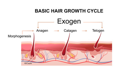 human hair growth phases educational poster vector