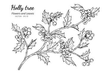 Holly berry and leaf drawing with line art vector