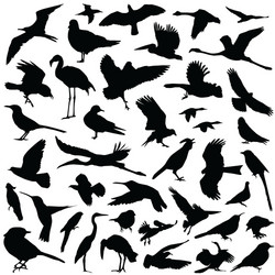 Silhouette Birds Collection Vector Image