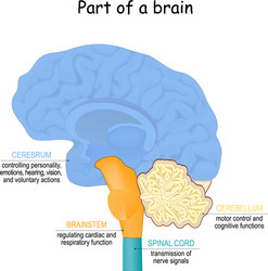 brain function part vector image