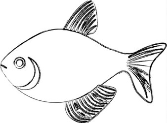 Sea Fish Sketch Vector Image