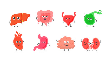 Human internal organs Royalty Free Vector Image