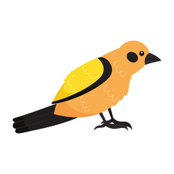 Orange Bird Vector Images (over 13,000)