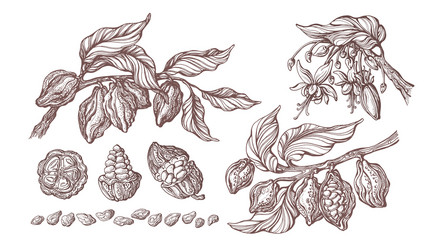 Cocoa Bean Botanical Sketch Set vector image