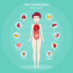 Human anatomy infographic elements with set Vector Image