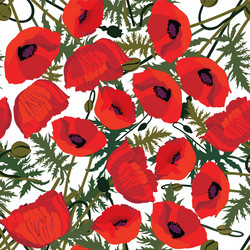 Floral Seamless Poppy Pattern Vector Image