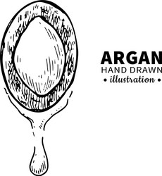 Argan drawing isolated vintage vector