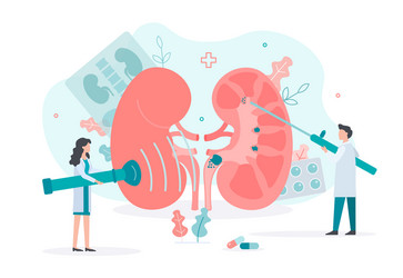 Kidney care concept Royalty Free Vector Image - VectorStock