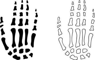 Set human leg bones Royalty Free Vector Image - VectorStock