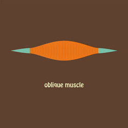 Flat external oblique muscles of chest thorax Vector Image