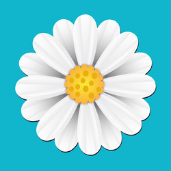 Cute white daisy chamomile flower vector