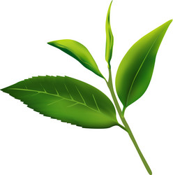 Green Tea Leaves on White vector