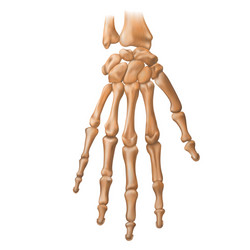 Bones human hand anatomy vector