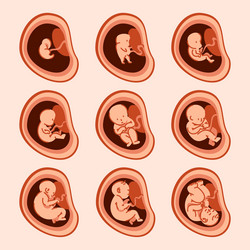 Pregnancy fetal foetus development embryonic Vector Image