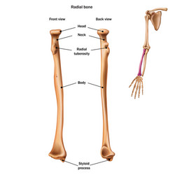 Structure humerus bone with name Royalty Free Vector Image