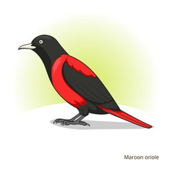 Maroon oriole bird educational game vector