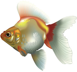 Goldfish vector